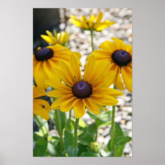 "Rudbeckia Stigning" Poster (Framsidan)