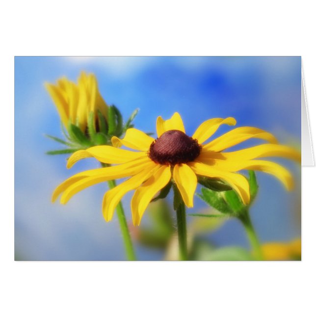 Rudbeckia Summer Dreams Hälsningskort (Framsidan Horizontal)