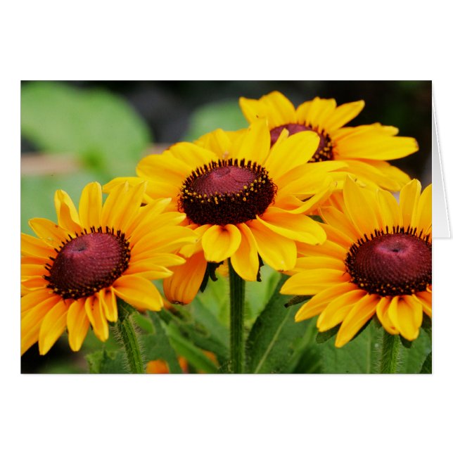 Rudbeckiablom Hälsningskort (Framsidan Horizontal)
