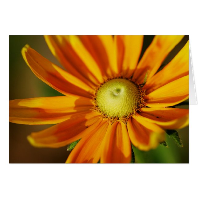 Rudbeckiablom Hälsningskort (Framsidan Horizontal)