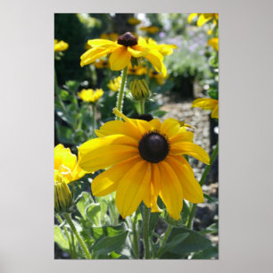 "Rudbeckiablom ", Poster