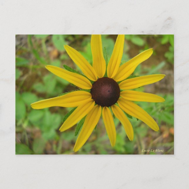 Rudbeckie hérissée vykort (Framsida)