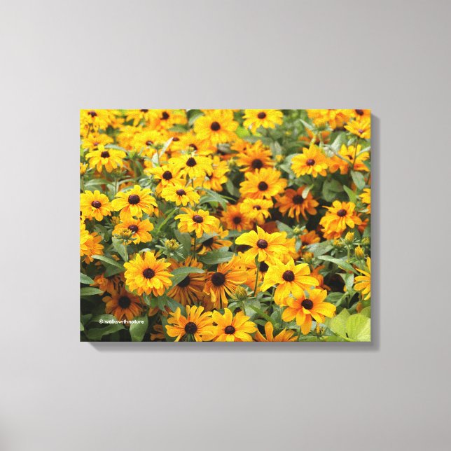 Rudbeckior / En rabatt med svartögda susor Canvastryck (Framsida)