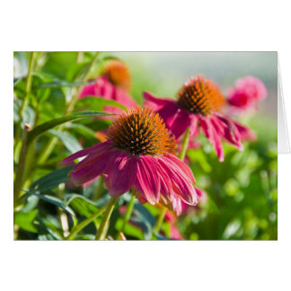 Rudbekia daisy OBS kort