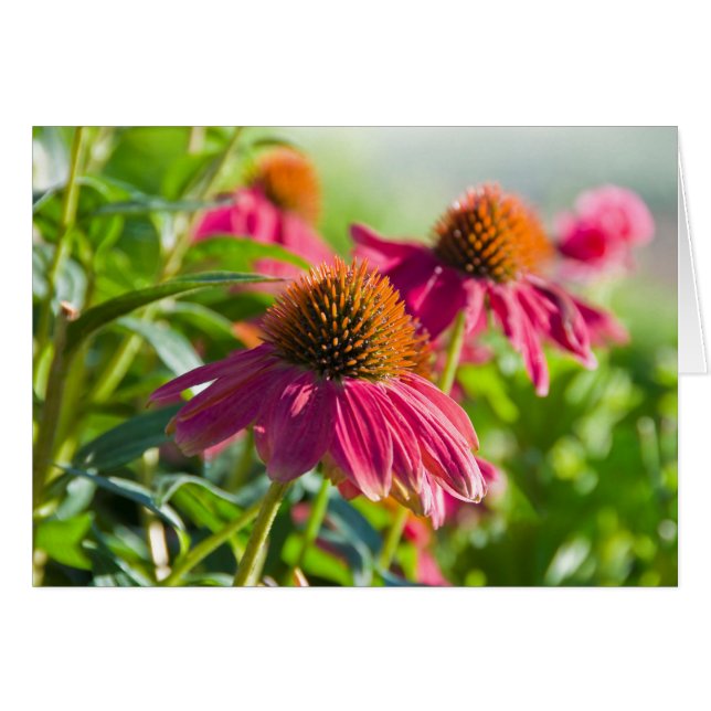 Rudbekia daisy OBS kort (Framsidan Horizontal)