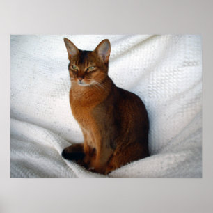 Ruddig Abyssinsk katt Poster