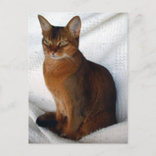 Ruddy Abyssinian Cat Postcards Vykort