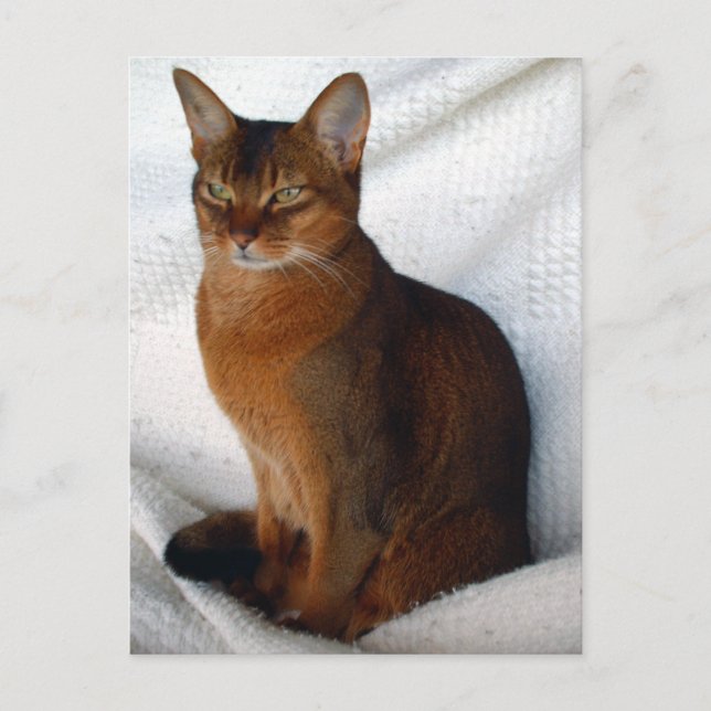 Ruddy Abyssinian Cat Postcards Vykort (Framsida)