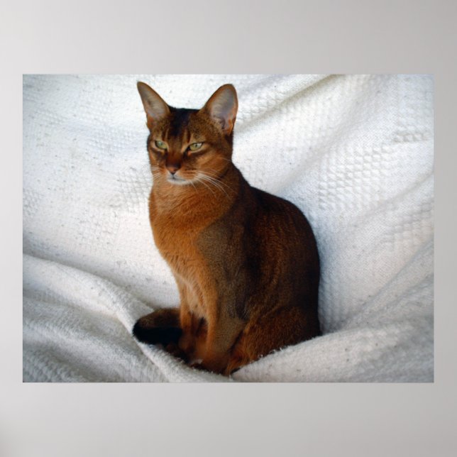 Ruddy Abyssinian Cat Poster (Framsidan)