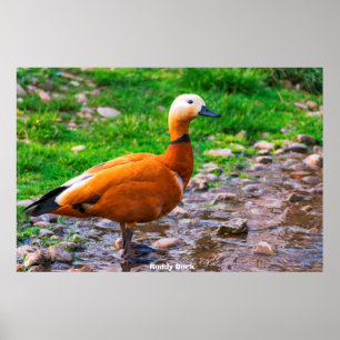 Ruddy Anka Poster