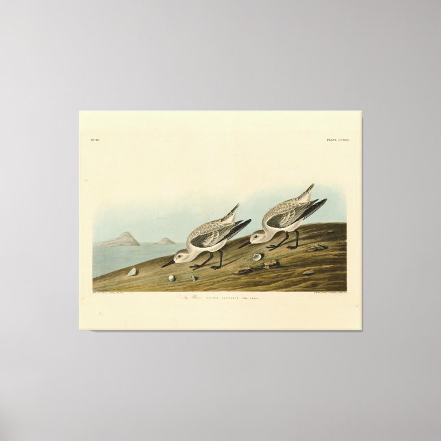 Ruddy Plover (Sanderling) Audubon Birds of America Canvastryck (Framsida)