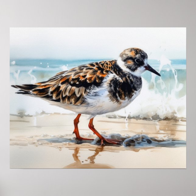 Ruddy Turnstone Bird Art Print Poster (Framsidan)
