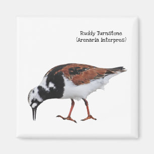 Ruddy Turnstone Magnet
