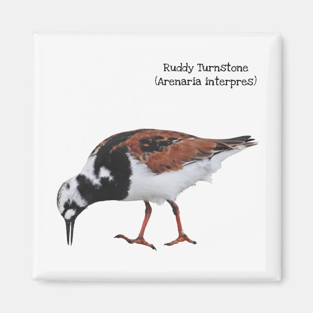 Ruddy Turnstone Magnet (Framsidan)