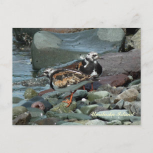 Ruddy Turnstone Sandpiper Vykort