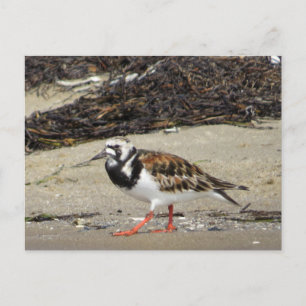 Ruddy Turnstone (sommarfasen) Vykort
