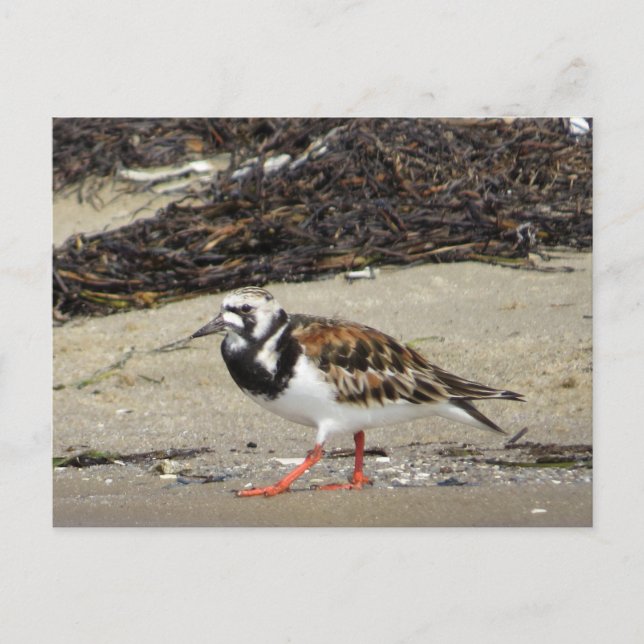 Ruddy Turnstone (sommarfasen) Vykort (Framsida)