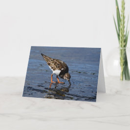 Ruddy Turnstone tittar mat Helgkort