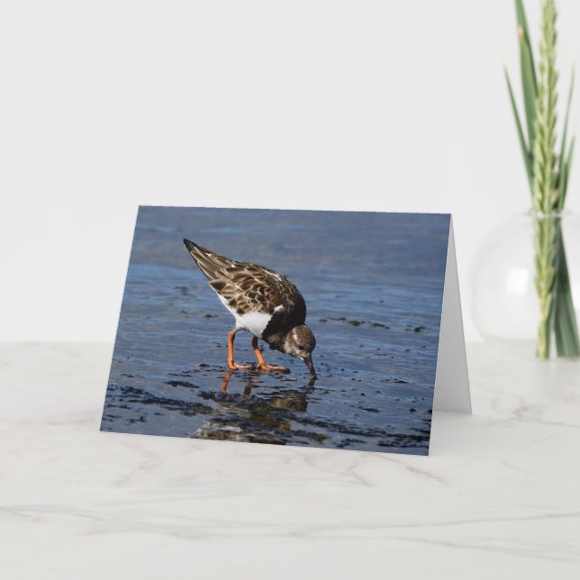 Ruddy Turnstone tittar mat Helgkort (Framsida)