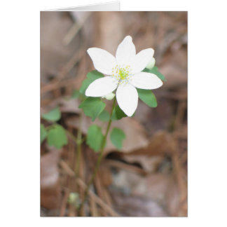 Rue Anemone OBS Kort