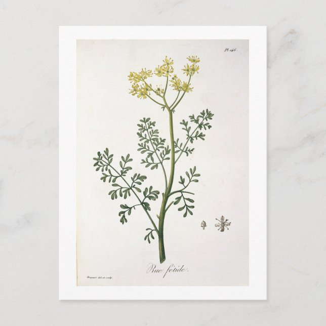 Rue from 'Phytographie Medicale' by Joseph Roques Vykort (Framsida)