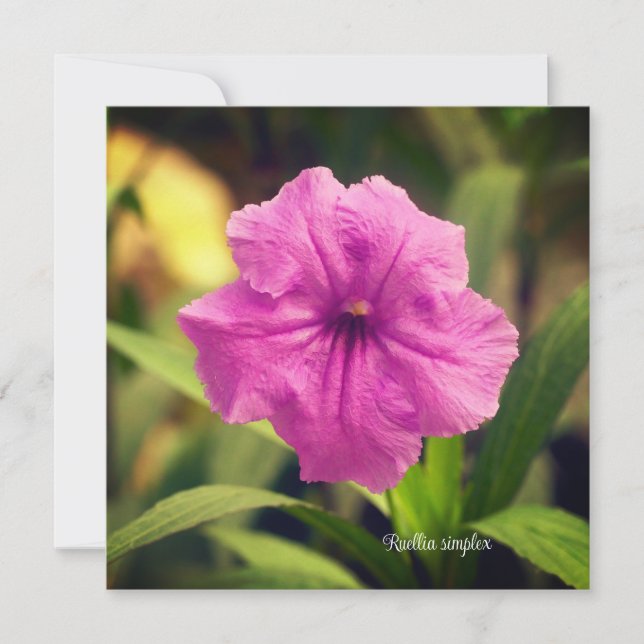 Ruellia simplex (Framsida)