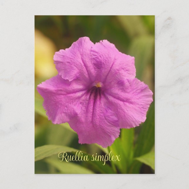 Ruellia simplex helg vykort (Framsida)