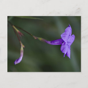 Ruellia simplex, mexikansk petunia closeup vykort