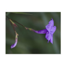 Ruellia simplex, mexikansk petunia closeup