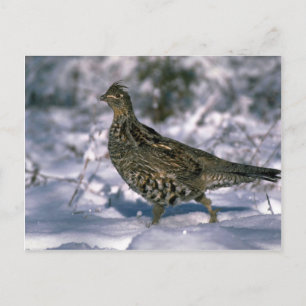 Ruffad grouse som står i snöstrum skogen vykort