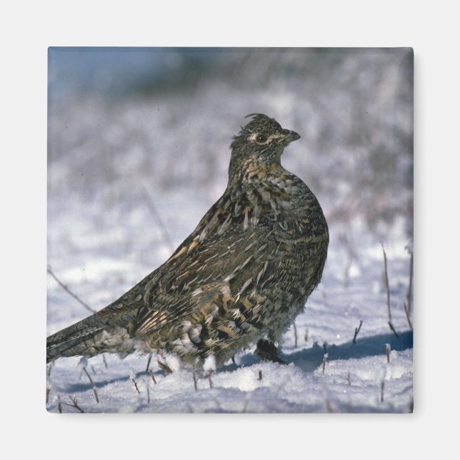 Ruffad grouse som står på snöbotten magnet (Framsidan)