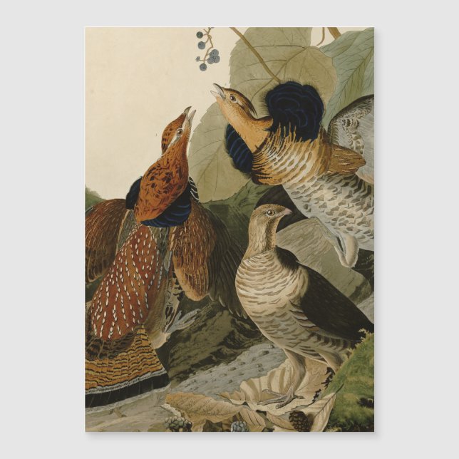 Ruffed Grouse Audubon Game Bird (Framsida)