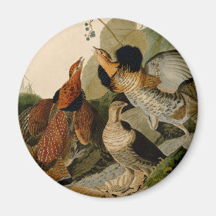 Ruffed Grouse Audubon Game Bird Magnet