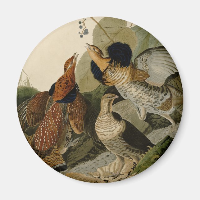 Ruffed Grouse Audubon Game Bird Magnet (Framsidan)