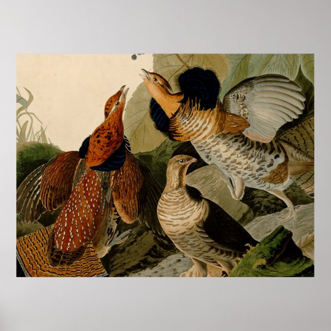 Ruffed Grouse Audubon Game Bird Poster (Framsidan)