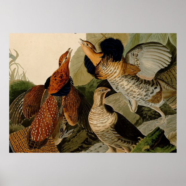 Ruffed Grouse Audubon Game Bird Poster (Framsidan)
