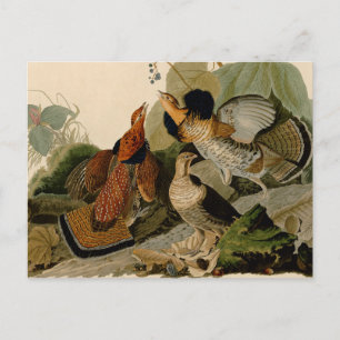 Ruffed Grouse Audubon Game Bird Vykort