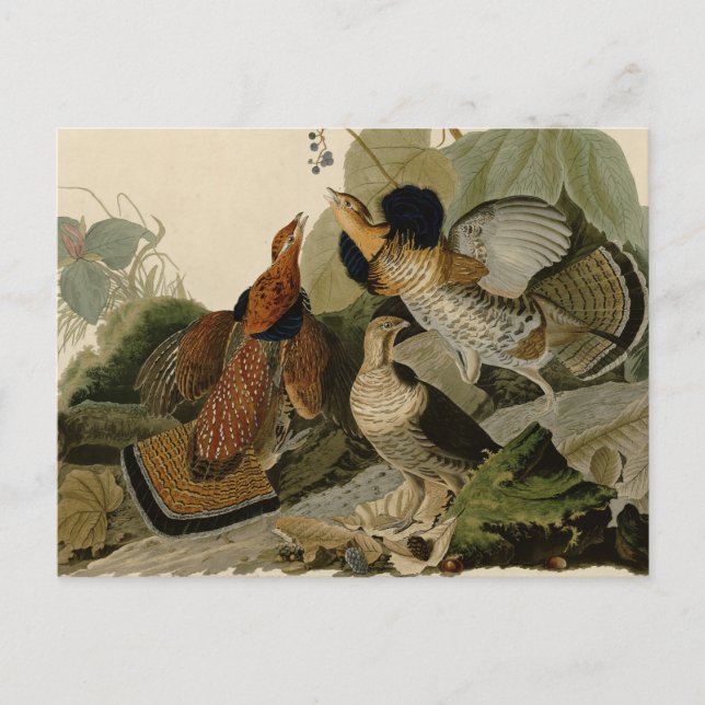 Ruffed Grouse Audubon Game Bird Vykort (Framsida)