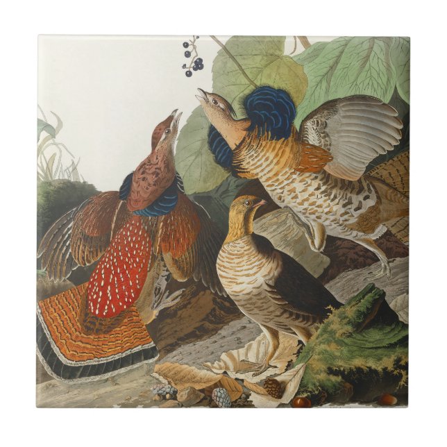 Ruffed Grouse Audubon Wildlife Painting Kakelplatta (Framsidan)