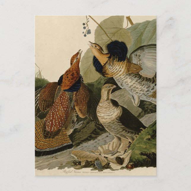 Ruffed Grouse av John Audubon Vykort (Framsida)