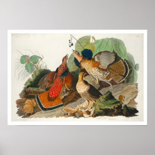 Ruffed Grouse by Audubon Poster