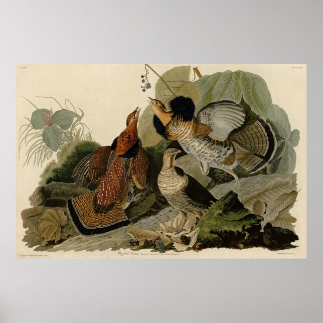 Ruffed Grouse - från Audubon's Birds of America Poster (Framsidan)