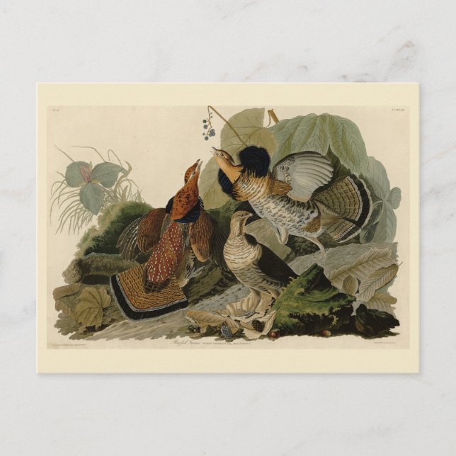 Ruffed Grouse - från Audubon's Birds of America Vykort (Framsida)