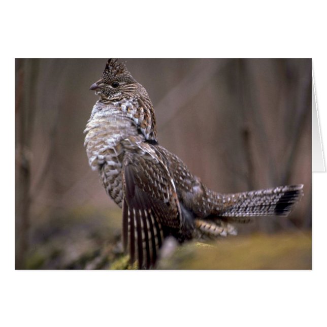 Ruffed Grouse Hälsningskort (Framsidan Horizontal)
