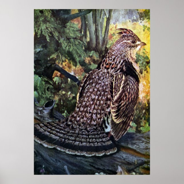 Ruffed Grouse i skogen Poster (Framsidan)