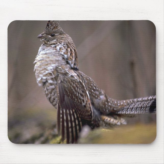 Ruffed Grouse Musmatta (Framsidan)