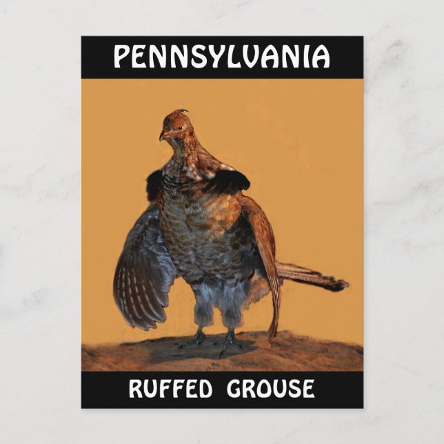 Ruffed Grouse (Pennsylvania) Vykort (Framsida)