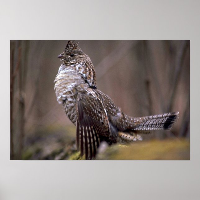 Ruffed Grouse Poster (Framsidan)
