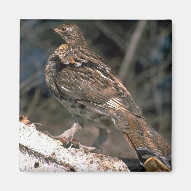 Ruffed grouse som står på en födelselogg magnet (Framsidan)