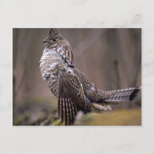Ruffed Grouse Vykort